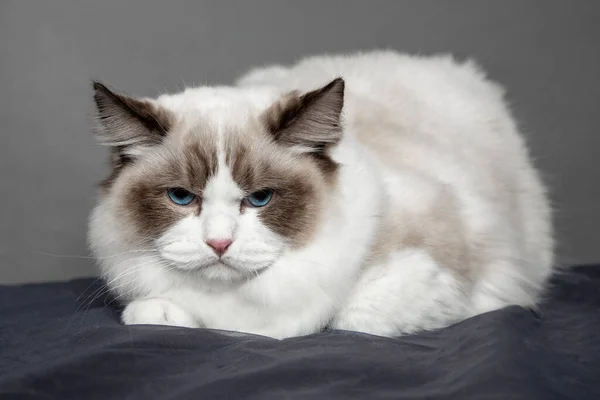 Μακρυμάλλης Ragdoll Γάτα Μπλε Μάτια Στο Σύνολο Στο Στούντιο Γάτες — Φωτογραφία Αρχείου