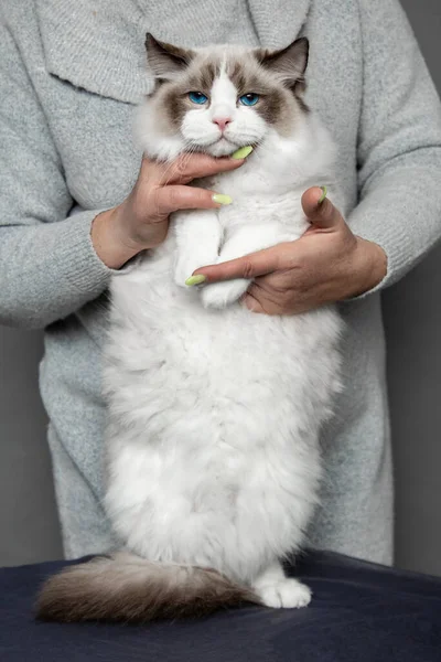 Ragdoll Cat Blue Eyes Excellent Shape Demonstrated Cat Show Hostess — Fotografia de Stock