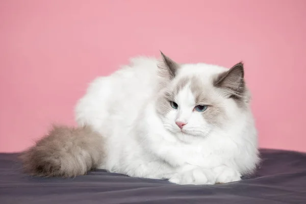Πορτρέτο Του Ragdoll Γάτα Μπλε Μάτια Στο Στούντιο Γάτες Απληστίας — Φωτογραφία Αρχείου