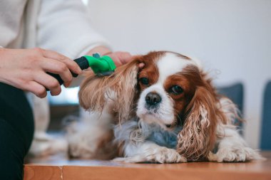 Salonda küryatörle spanyel 'in kulaklarını tararken dikkat et. Şövalye Kral Charles Spaniel. Köpek bakımı. Damat bakımı. Yün kırıntısı. Güzel kulaklar. Hijyen ve sağlık. Bakım aletleri. Uygun bakım..