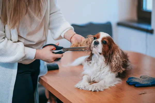 Animal groomer takes care of dog\'s ears, cutting wool with scissors. Cavalier King Charles Spaniel. Dog care.Grooming. Shearing of wool. Beautiful ears. Hygiene and health.Obedient pet.