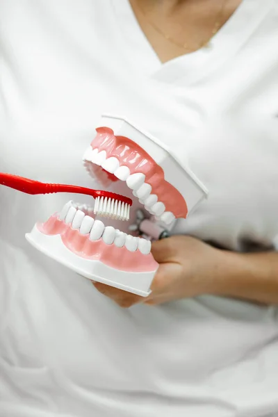 Mujer Joven Dentista Médico Ortodoncista Enseñar Cepillarse Los Dientes Correctamente — Foto de Stock