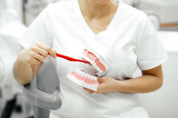 Mujer Joven Dentista Médico Ortodoncista Enseñar Cepillarse Los Dientes Correctamente — Foto de Stock