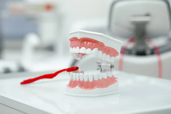 Modelo Mandíbula Humana Con Cepillo Dientes Rojo Fondo Del Consultorio —  Fotos de Stock