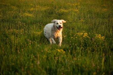 Beyaz av köpeği sahada koşuyor. Yem yarışmasında köpek, arka bahçede kameraya doğru koşuyor.