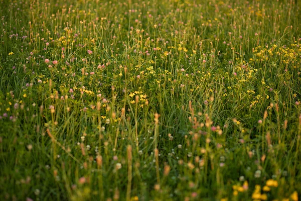 Fotografía de cerca de hierba. Campo de hierba con pequeñas flores blancas amarillas púrpuras. — Foto de Stock