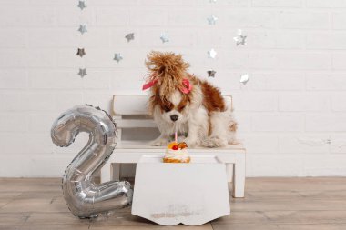 Büyüleyici kız Cavalier King Charles spaniel kafasında pembe kurdeleyle beyaz duvarın yanındaki bankta oturarak doğum günü için ödül almaya çalışıyor. Sevimli hayvanlar..