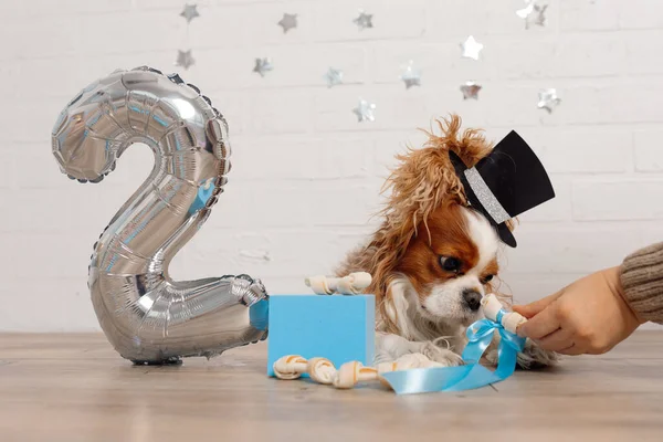Celebrating pets birthday. Charming Cavalier King Charles spaniel with pedigree head color Blenheim with top hat on his head carefully examines gift decorated with blue silk ribbon.