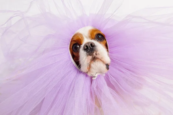 Retrato engraçado de Cavalier Rei Charles Spaniel com suave expressão agradável de olhos vestidos com capa lilás exuberante. Concurso de vestidos chique. Cães engraçados. Cuidado e manutenção de cães. — Fotografia de Stock