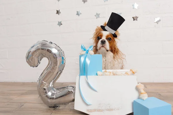 Adorable spaniel with birthday hat sitting near white and blue gift boxes with bones, silver number two made of balloon.
