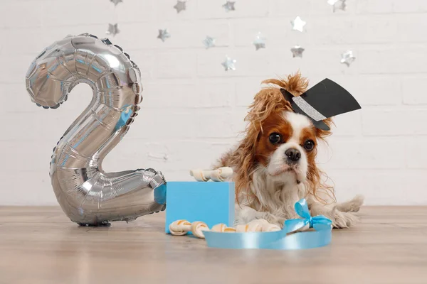 Amazing spaniel with birthday hat sitting near gift box with bones and silver number two made of inflatable balloon.