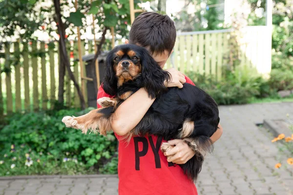 Joven cara de piel tranquila en niño de piel en camisa roja sosteniendo, acariciando abrazando cachorro perro caballero rey Carlos Spaniel. Cierre —  Fotos de Stock