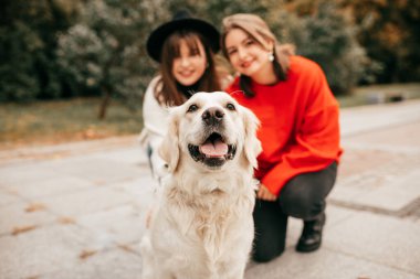Köpek hayvanı Golden Labrador Retriever Green Park 'ın yanındaki sokakta kameraya yakından bakıyor. Yürümek, çalışmak, eğlenmek.