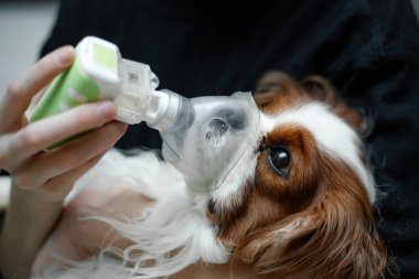 Veteriner doktor elleri, korkulan evcil hayvan Kral Cavalier Charles Coker 'ın oksijen maskeli köpeğini kurtarıyor, hayvan hastalıklarına yardım ediyor, nebulizasyon alerjisi, öksürük, bronşit hastalığı. Kapat.