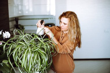 Ev elbiseleri içindeki sarışın genç kadın bitkileri suluyor ve modern mutfakta yeşil yapraklara su püskürtüyor. Ev hanımı evi toparlar ve evcil çiçeklerle ilgilenir. Çevre dostu ev kavramı.