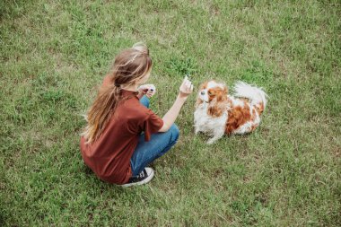 Kadın, yeşil bahçede ya da açık havada hayvan köpeği besleyip eğiten kahverengi beyaz Cavalier King Charles spaniel. İtaat emirler ve kurallar. Sahibi cesaretlendiriyor, evcil hayvanlara atıştırmalık veriyor.