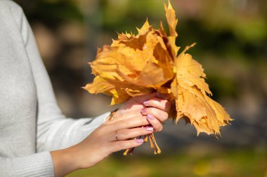Güneşli bir günde parkta yürürken bir kadının elinde tuttuğu güzel, sarı sonbahar yaprakları buketine odaklan. Sonbaharın renkleri. Doğanın tadını çıkarıyorum. Sonbahar yaprakları dökülüyor. Harika anlar. Yaşam Tarzları.