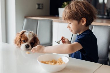 Küçük çocuk sabahları modern mutfakta masada oturuyor, kahvaltı yapıyor ve şirin yavru köpekleri yakın plan sütle besliyor. Mutlu aile hayatı, sabah rutini. Köpeklere sevgi ve ilgi.