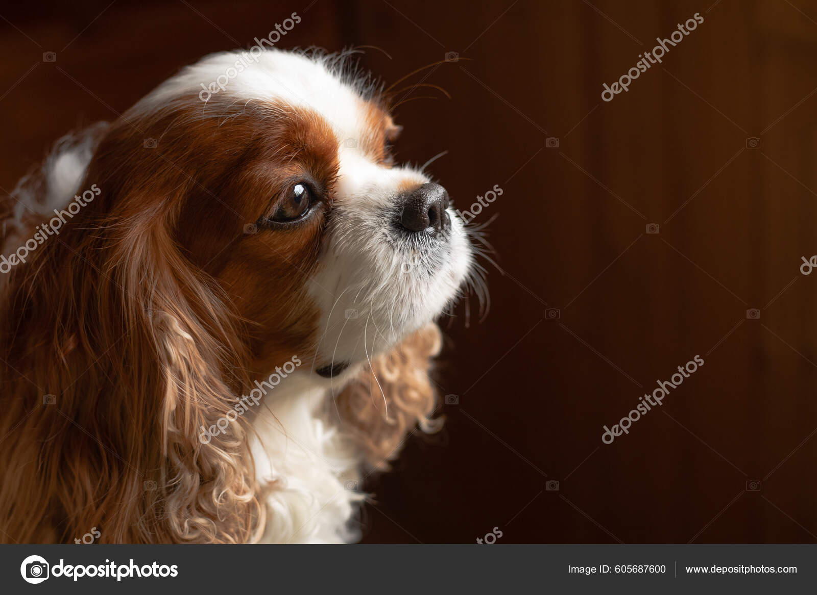 Cocker Spaniel Cavalier King Charles Spaniel Hunting Dog The Cute