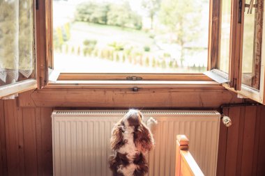 Rearview cute curly brown and white dog Cavalier King Charles cocker spaniel sitting, hunt and look at landscape view in light open window at home indoors. Comfort and cozy interior in country house