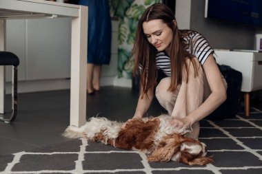 Young brown haired smiling, delightful woman playing with beloved pure breed dog curly brown and white Cavalier King Charles spaniel on kitchen floor. Animal communication and trust. Pet care