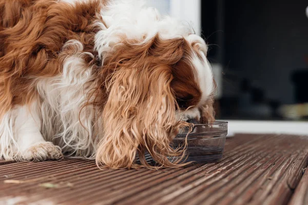 Close up side view of dog brown and white curly Cavalier King Charles spaniel drinking clear and fresh water in transparent animal bowl. Feeding and grooming of domestic pets. Animal love and care