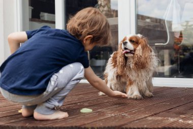 Yalın ayak beslenen küçük çocuğun dikiz aynasından, akıllı köpek Cavalier King Charles coker spaniel 'i eğitirken. İtaatkar hayvan, yeni emir. Pençe atarak. Övünmek için atıştırmalık bir şeyler ver. Arkadaş ve yoldaş.