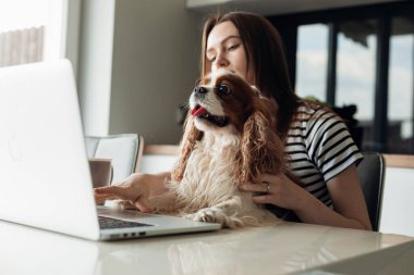 Sakin ve konsantre genç kahverengi saçlı kadın mutfakta köpek kolaçanı Cavalier King Charles Spaniel ile oturuyor, dizüstü bilgisayarla çalışıyor. Online webinar izlemek, video görüşmesinde yazmak ve konuşmak 