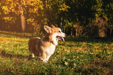 Galli corgi pembroke köpek doğa yürüyüşü