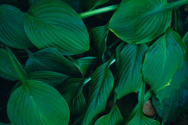 Textura Hoja Verde Oscuro Fondo Natural — Foto de Stock