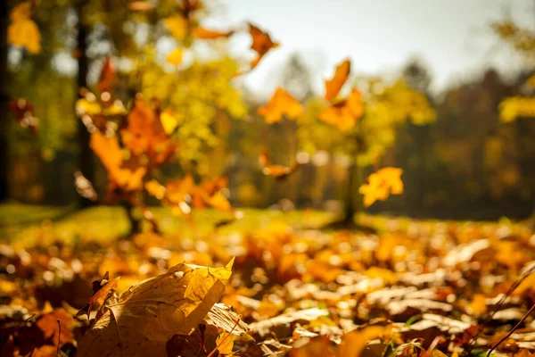 Clima Outono Queda Folhas Bordo Folhas Amarelas Caídas — Fotografia de Stock