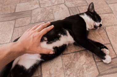 Adamın eli, siyah hamile bir kedinin karnına dokunuyor..