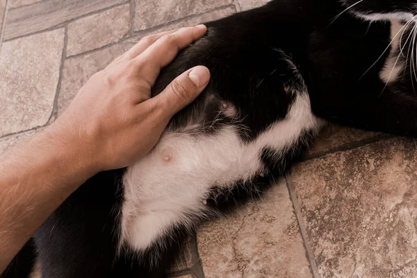 Adamın Eli Siyah Hamile Bir Kedinin Karnına Dokunuyor — Stok fotoğraf