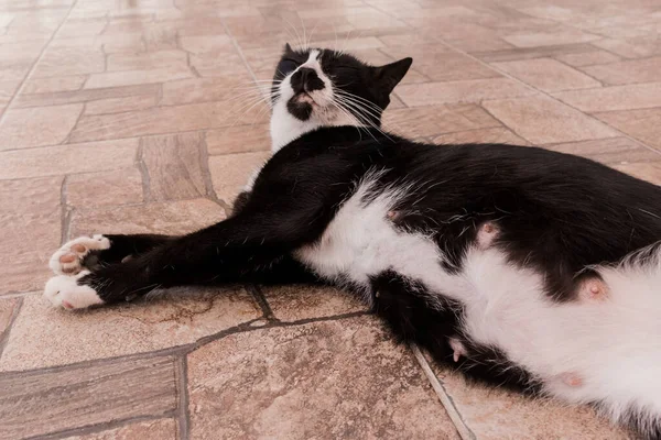 Έγκυος Κοιλιά Ενός Μαύρου Κατοικίδιου Κατοικίδιου Ζώου Γάτα — Φωτογραφία Αρχείου