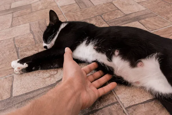Man Hand Touches Stomach Black Pregnant Cat Lying Floor — Stock Photo, Image