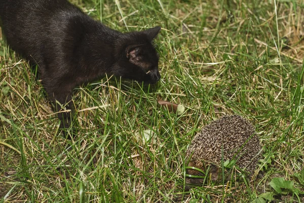 Black Cat Looks Sniffs Hedgehog Green Grass Yard Street — Stock Photo, Image