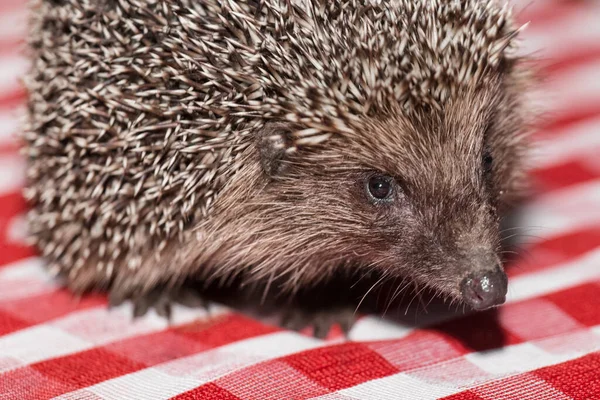 Close Muzzle Spiny Hedgehog Checkered Tablecloth — Stock Photo, Image