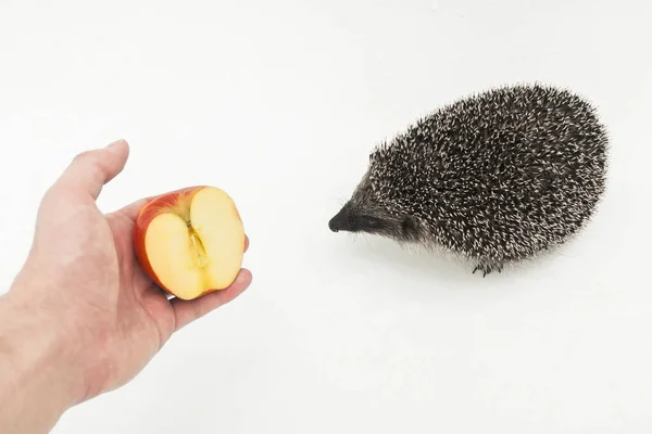 Hand Van Een Man Strekt Een Halve Appel Sectie Van — Stockfoto