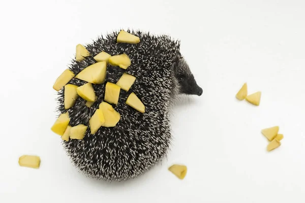 Hedgehog Prickly Animal Wild Nature Mammal Small Sliced Pieces Apple — Stock Photo, Image