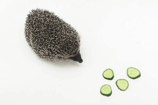 Egel Stekelig Dier Met Wild Naalden Een Zoogdier Eet Een — Stockfoto