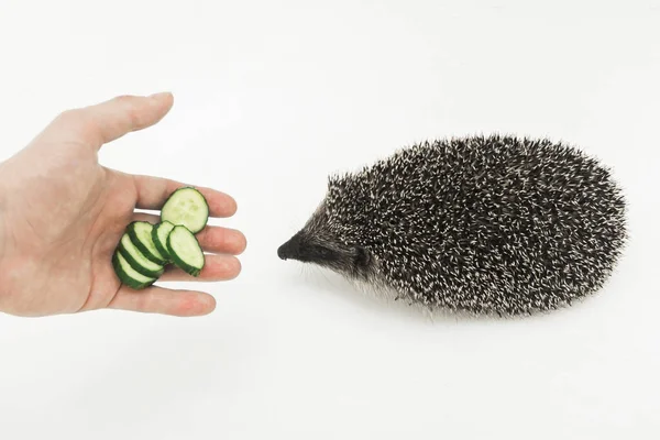 Hand Van Een Man Geeft Een Egel Aan Een Stekelig — Stockfoto