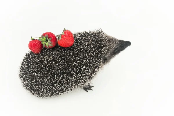 Hedgehog Prickly Animal Wild Nature Mammal Needles Carries Strawberries Its — Stock Photo, Image