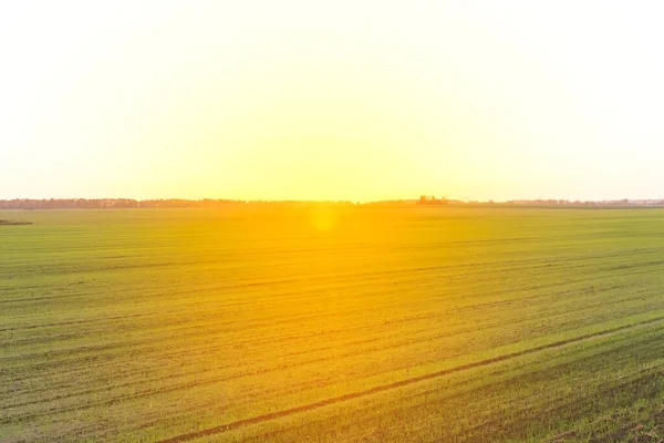 Сонячне Яскраве Жовте Світло Захід Сонця Природа Пейзаж Зелене Поле — стокове фото