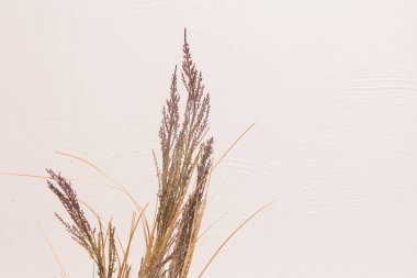 Buğday çimi tarımı beyaz arka planda doğal tahıllar.