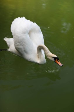 Güzel, bakımlı hayvanlarla dolu büyük bir park ve şehirde bir nehir.