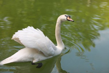 Güzel temiz beyaz kuğu berrak bir gölde yüzüyor.