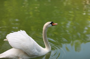 Güzel temiz beyaz kuğu berrak bir gölde yüzüyor.