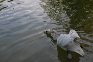 Güzel temiz beyaz kuğu berrak bir gölde yüzüyor.