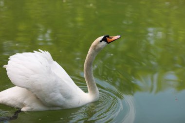 Güzel temiz beyaz kuğu berrak bir gölde yüzüyor.