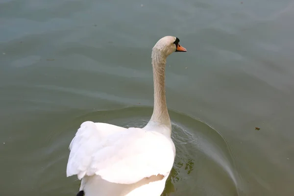 Belo cisne branco limpo nada em um lago claro — Fotografia de Stock